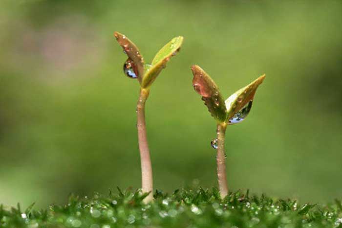 Как быстро прорастить семена моркови