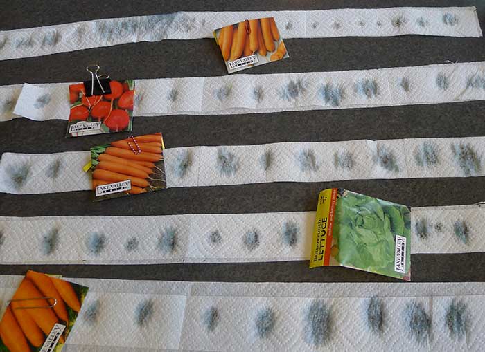 Как быстро прорастить семена моркови