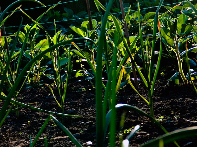 Как правильно выращивать лук на перо