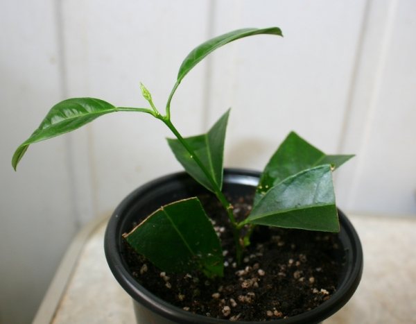 Как размножить лимон черенками в домашних условиях