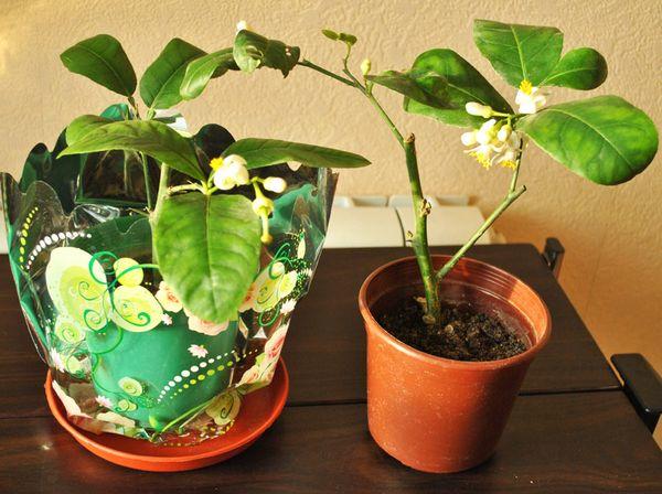 Как размножить лимон черенками в домашних условиях