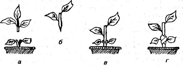 Как размножить лимон черенками в домашних условиях
