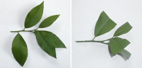 Как размножить лимон черенками в домашних условиях