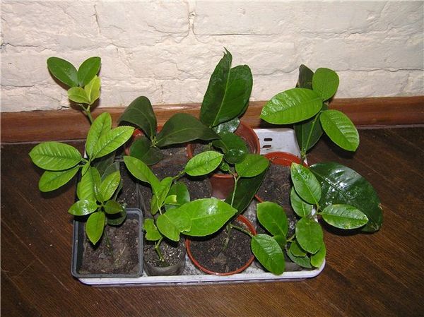 Как размножить лимон черенками в домашних условиях