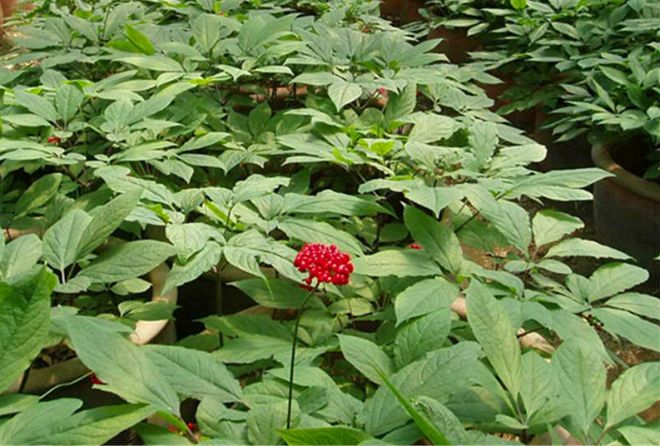 как ухаживать за женьшенем