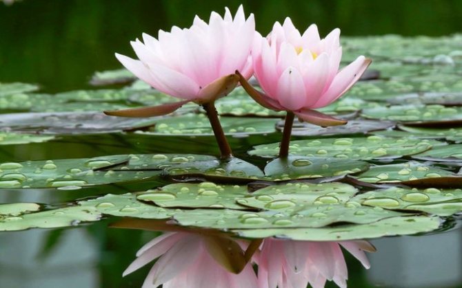 Как вырастить лотос из семян?