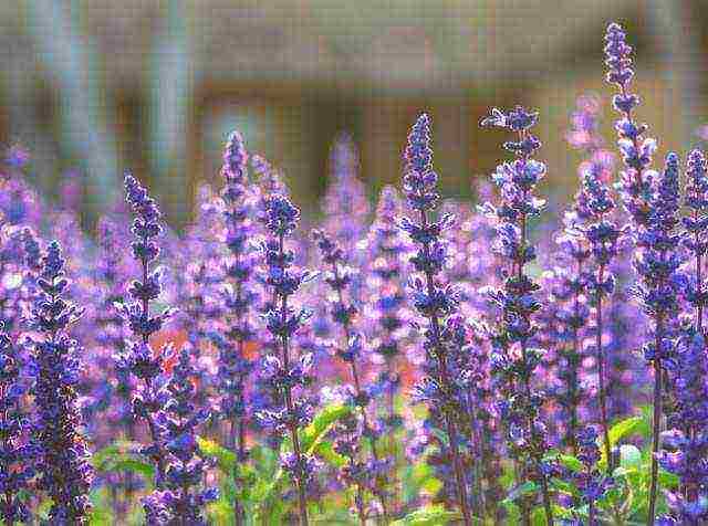 какие лекарственные растения выращивают на даче