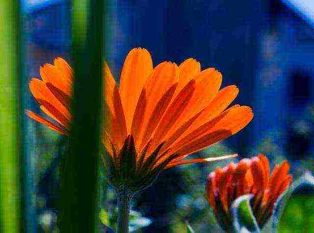 какие лекарственные растения выращивают на даче