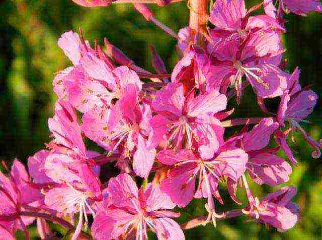 какие лекарственные растения выращивают на даче