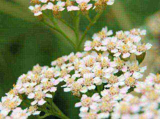 какие лекарственные растения выращивают на даче