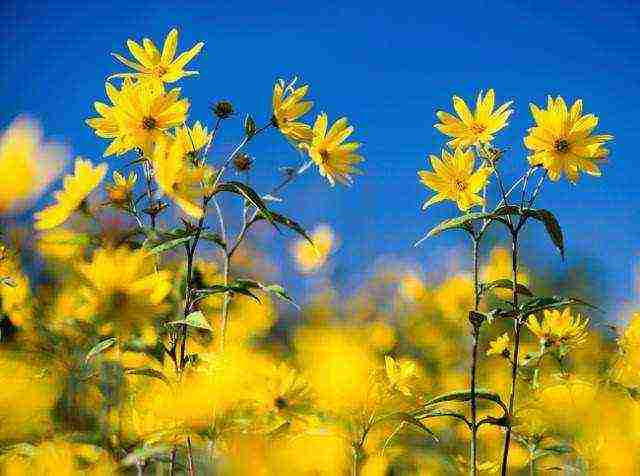 какие лекарственные растения выращивают на даче