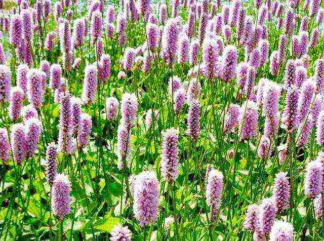 какие лекарственные растения выращивают на даче