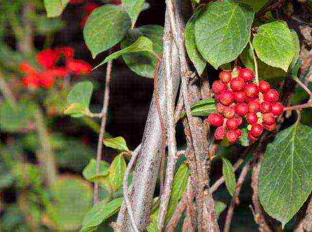 какие лекарственные растения выращивают на даче