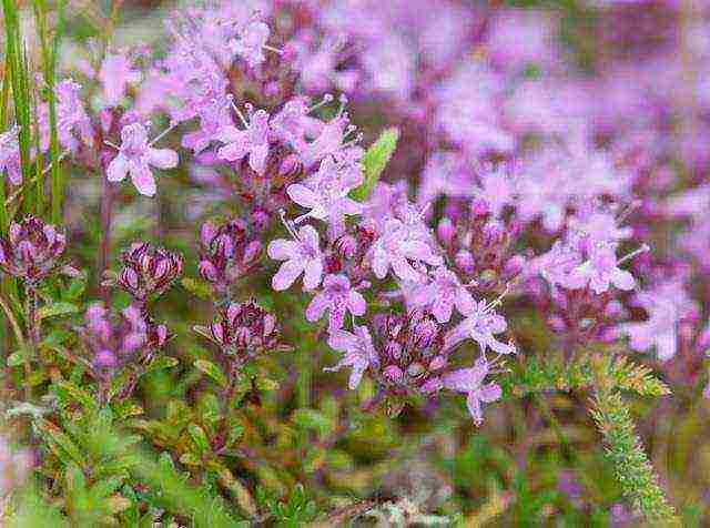 какие лекарственные растения выращивают на даче