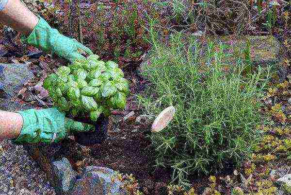 какие лекарственные растения выращивают на даче