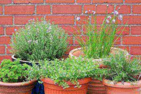 какие лекарственные растения выращивают на даче