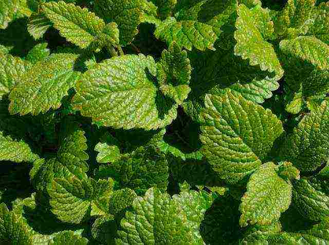 какие лекарственные растения выращивают на даче