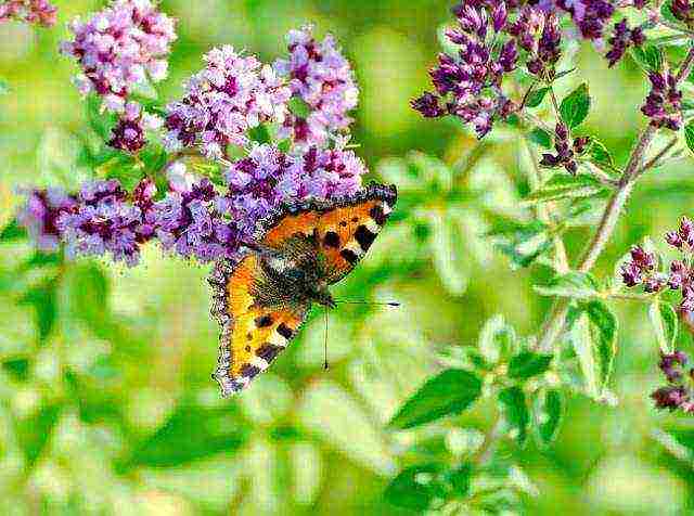 какие лекарственные растения выращивают на даче