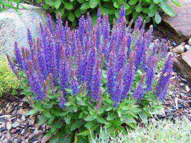 какие лекарственные растения выращивают на даче