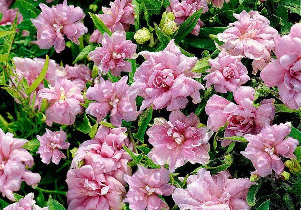 Калистегия. Фото, посадка и уход в открытом грунте