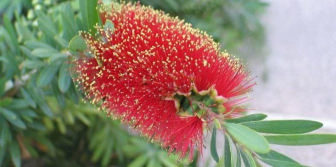 Каллистемон: описание