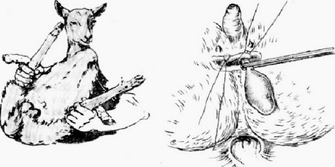 Кастрация баранов