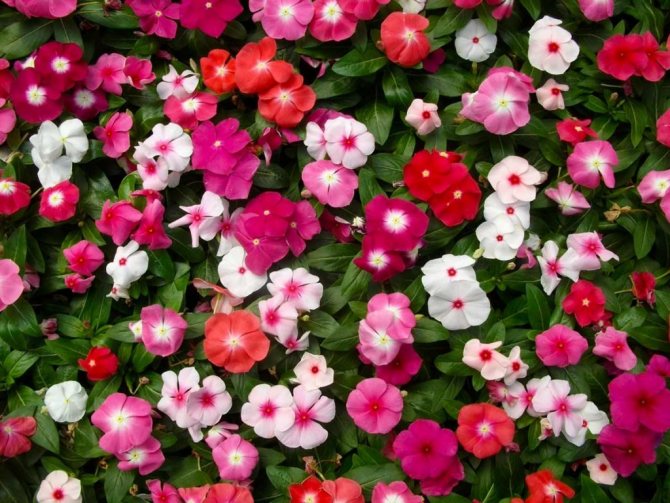 катарантус цветок