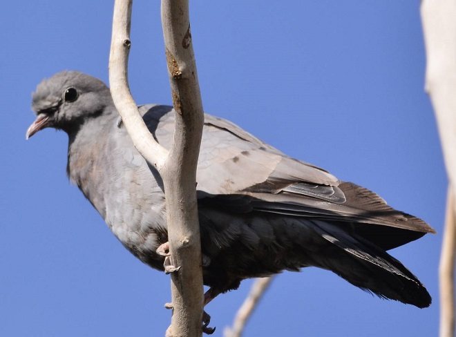 Клинтух живет в Сибири и Казахстане