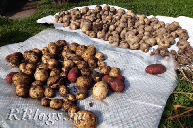 Клубни картофеля, разложенные на ткани для просушки