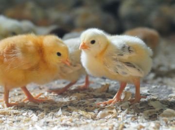 корм для цыплят