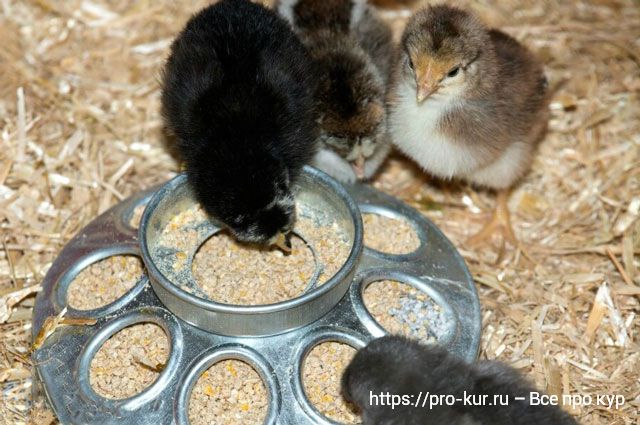 Кормушки для цыплят – обзор 4 видов, плюсы и минусы.