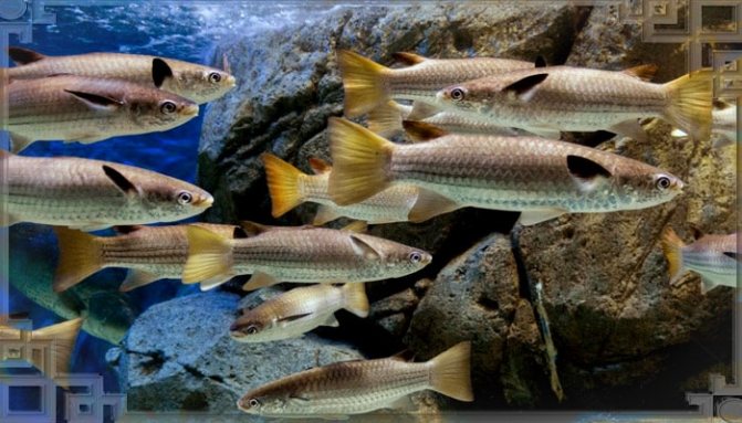 Косяк пеленгаса