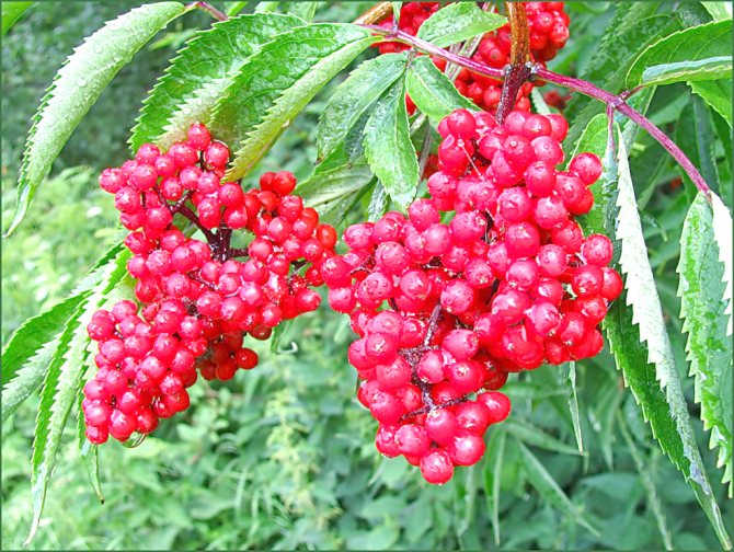 Красная бузина