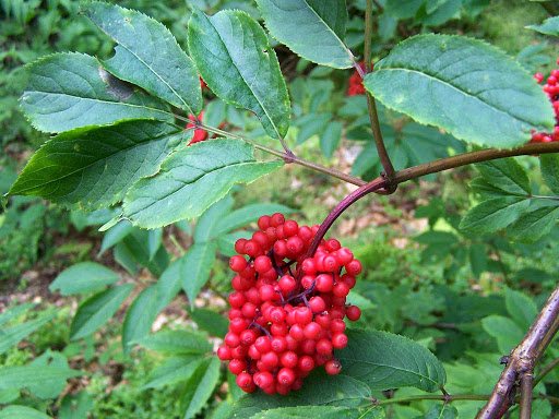 Красная бузина