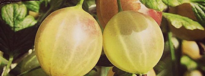 Крыжовник Русский жёлтый