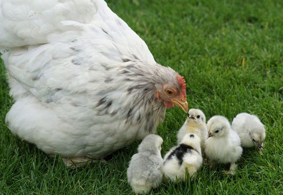Курица с цыплятами