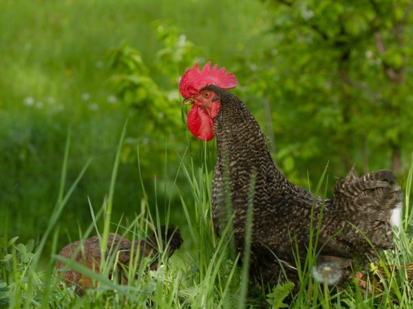 Куры Доминант
