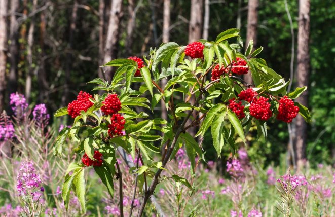 Куст красной бузины
