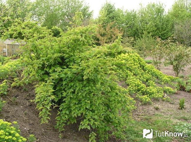 Куст Стефанандры