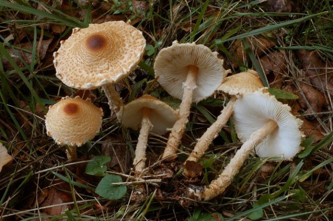 Лепиота щитковая