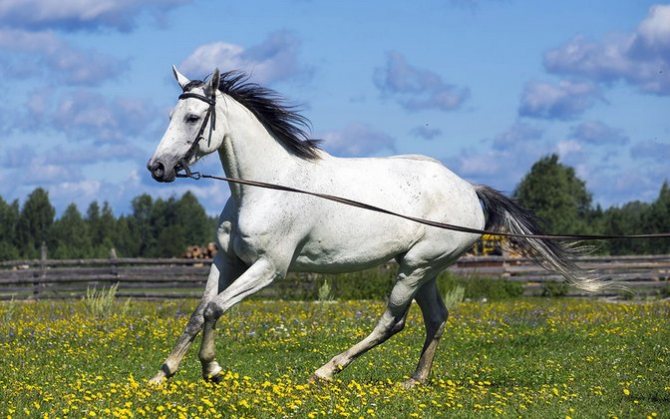 Лошадь терской породы