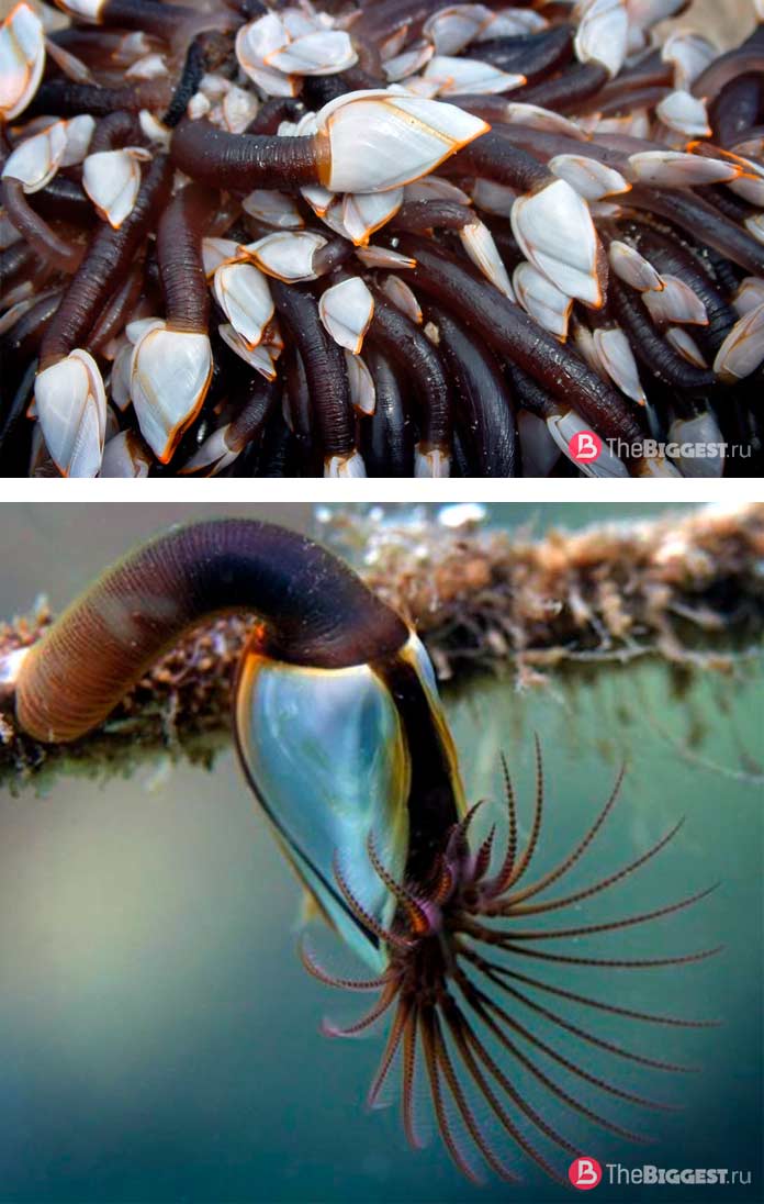 Морские уточки