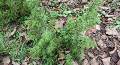 Можжевельник из леса на дачу