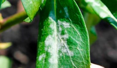 мучнистая-роса-замиокулькас-фото