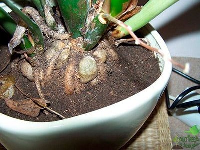 мучнистый-червец-замиокулькас-фото