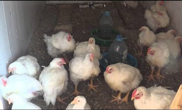 Несутся ли бройлерные куры