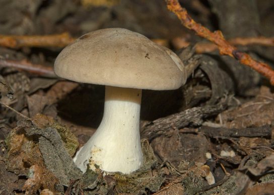 Ножка дымчатой говорушки