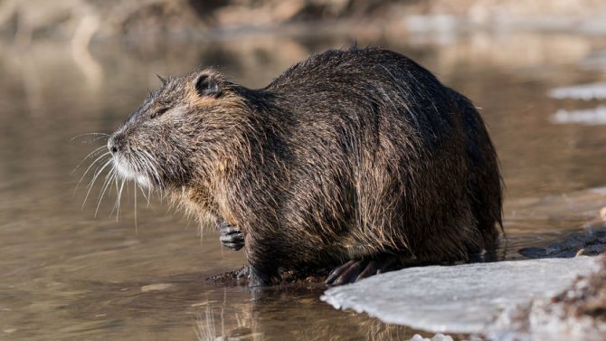 Нутрия Myocastor coypus