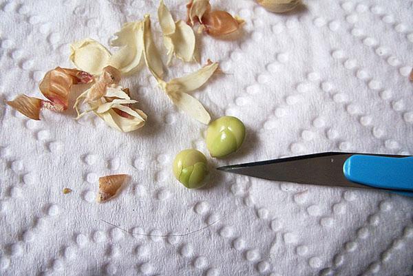 Очистить косточки от плотной кожуры