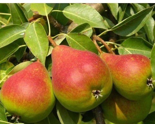 Описание и характеристика сорта